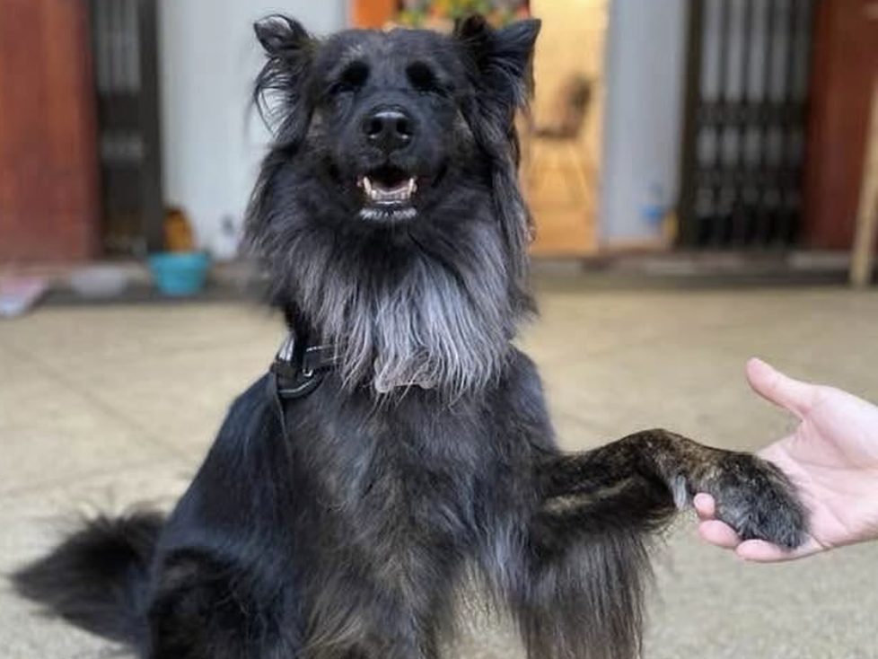 長毛黑犬把前掌輕輕搭在帶領者手心，練習信任