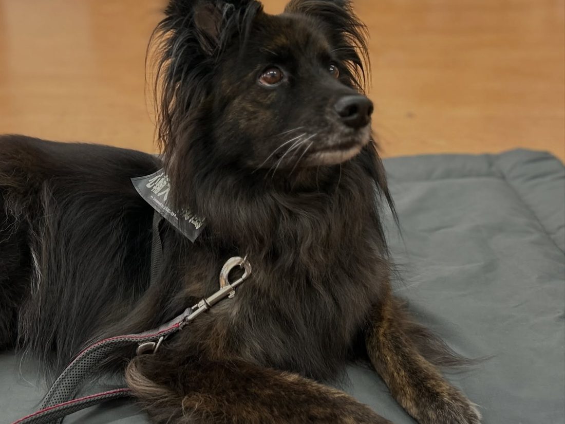 長毛犬安靜趴在訓練墊上，戴著牽繩專注抬頭
