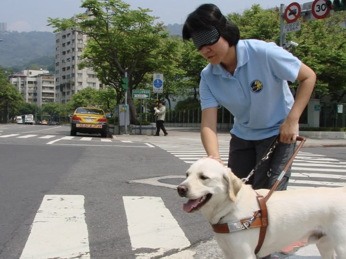 工作犬在斑馬線前，穩定地引導夥伴向前走