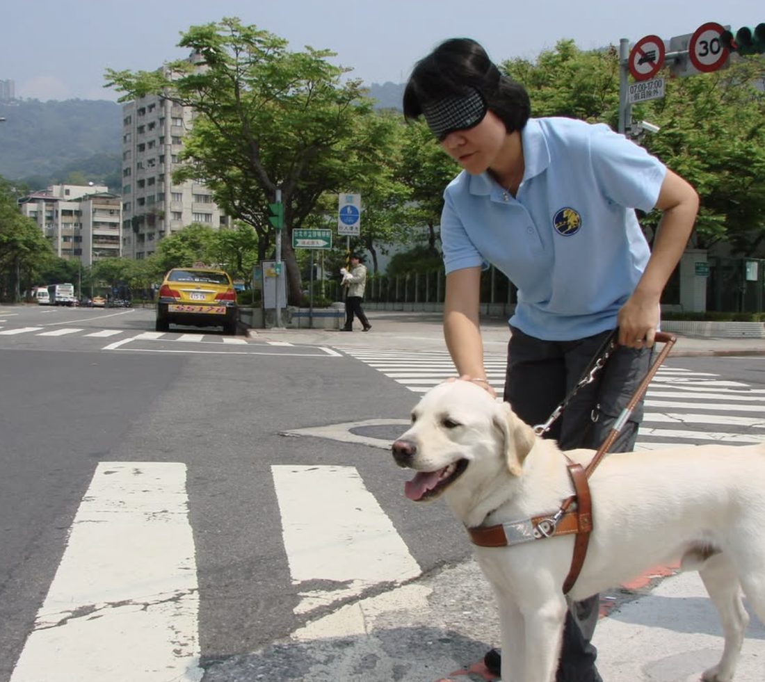 工作犬在斑馬線前，穩定地引導夥伴向前走