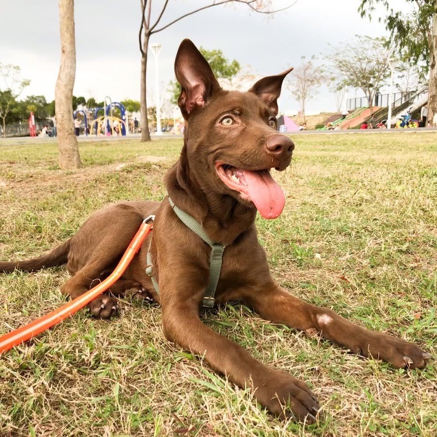 棕色犬在公園草地上放鬆觀察四周