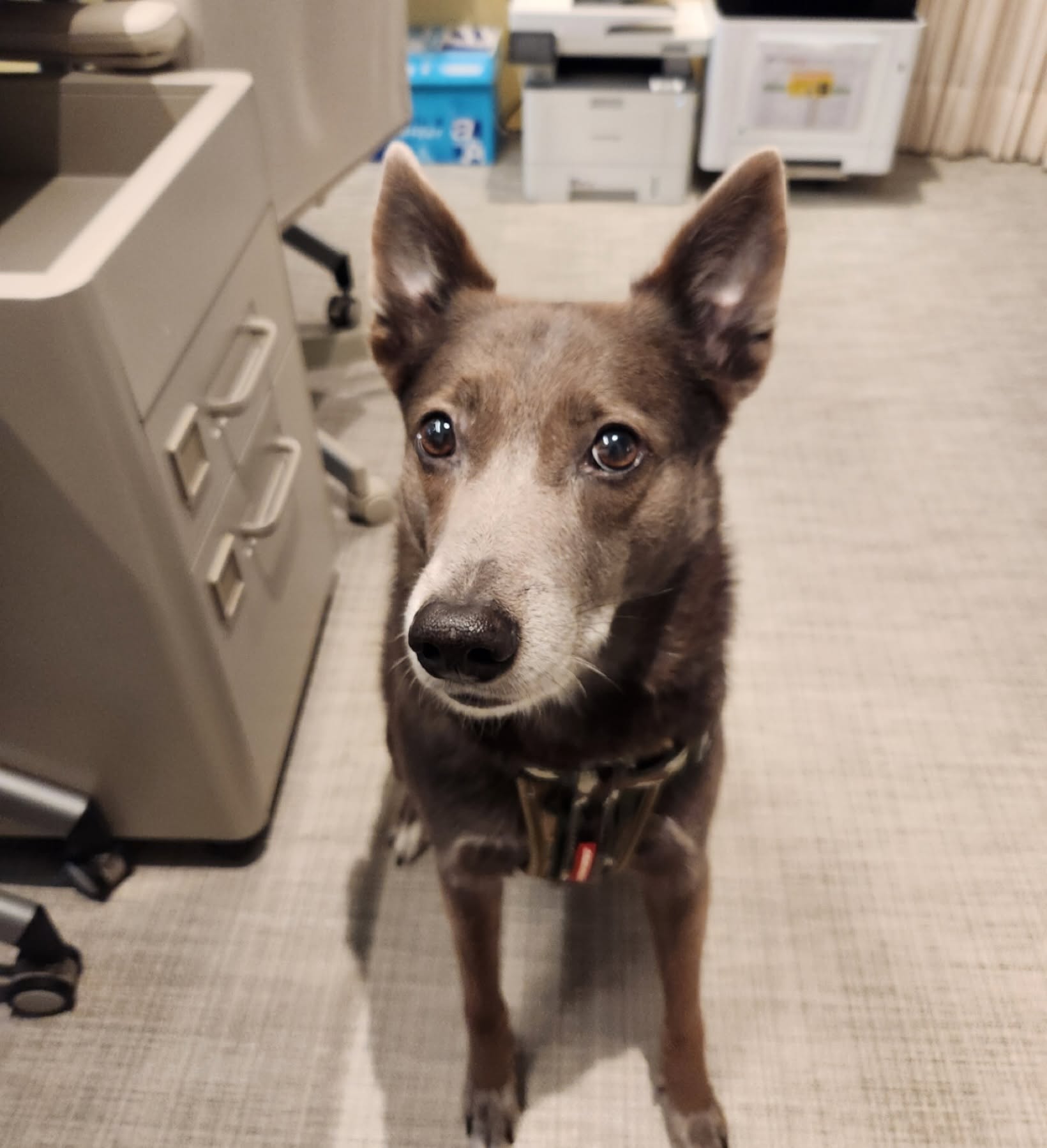 深棕色犬在室內安靜看向鏡頭