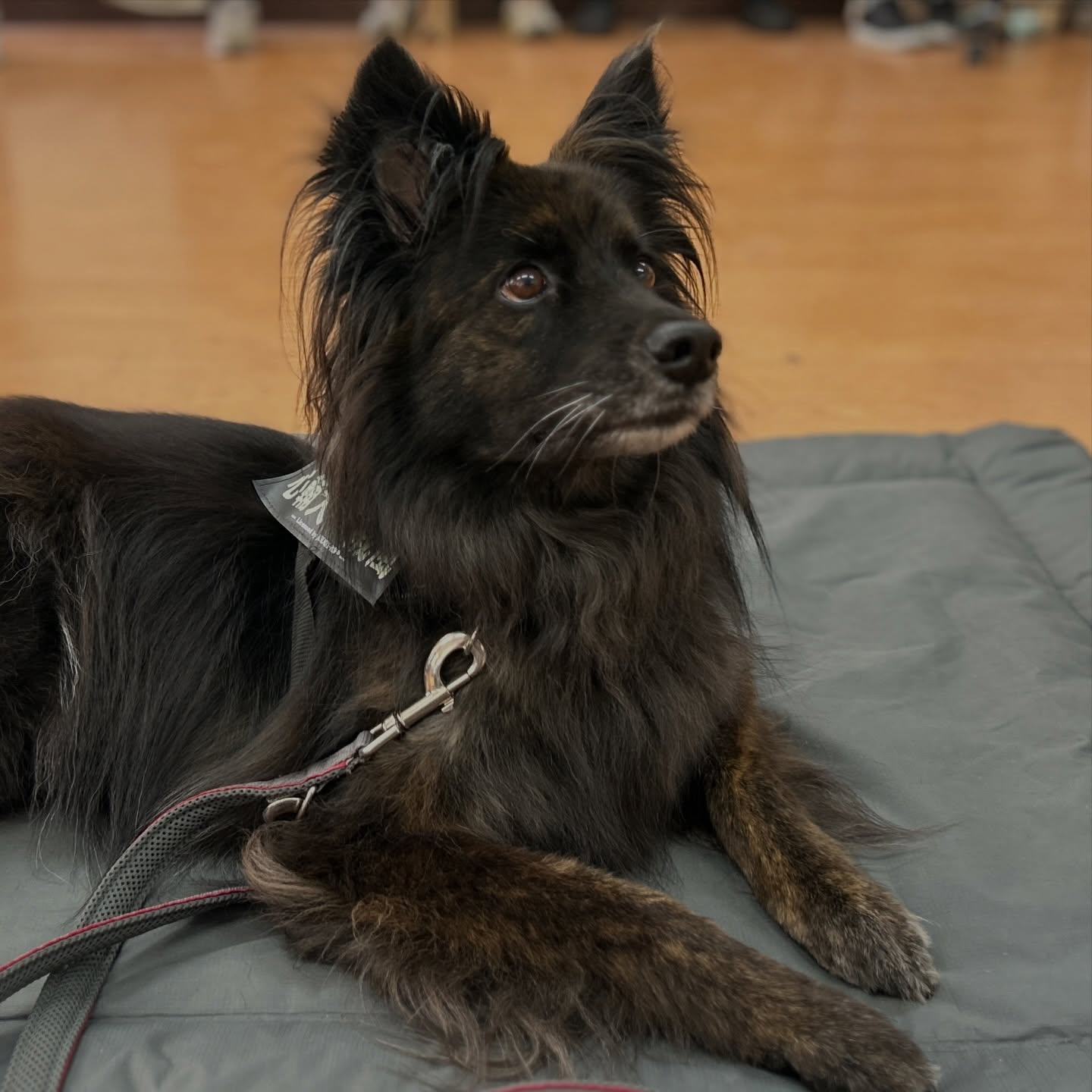 黑色長毛犬趴在墊子上專注等待